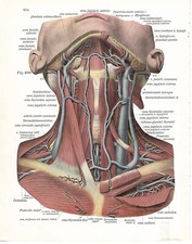 Stampa antica ANATOMIA COLLO