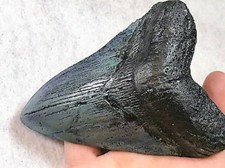 5 POLLICI VERO DENTE DI SQUALO