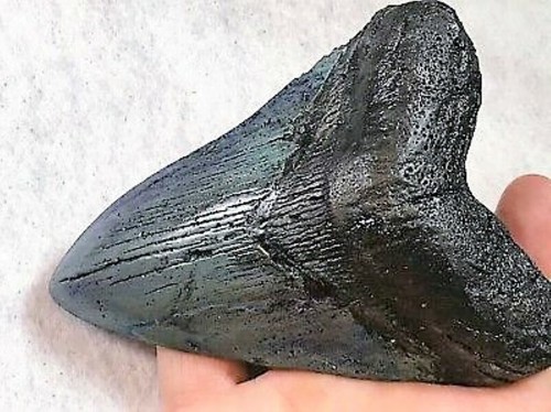 Pollici vero dente squalo - pollici,