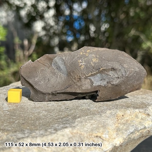 British fossil fern plant - british,
