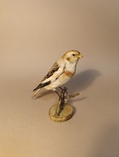 Taxidermy, Cabinet De Curiosites : zigolo Delle Nevi 