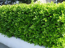 Evonimo giapponese "Euonymus