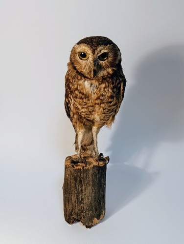 Taxidermy cabinet de - cabinet,