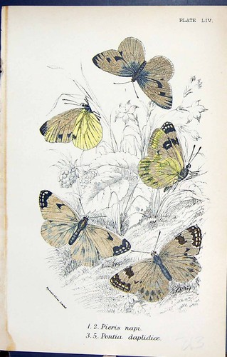 Antica vecchia stampa pieris - antica,