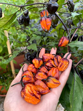 10 semi di peperoncino Pimenta