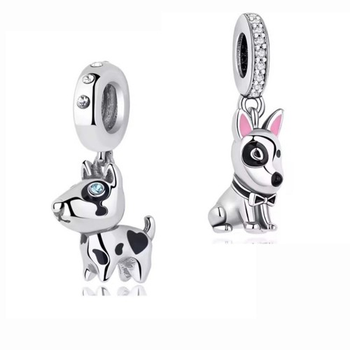 Charm bull terrier - bull, inglese