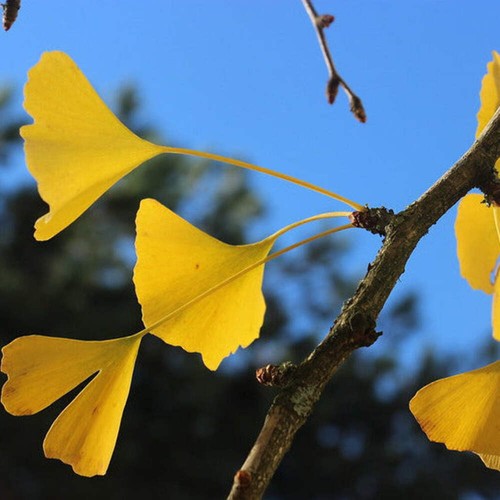 Ginkgo biloba albero della - -,