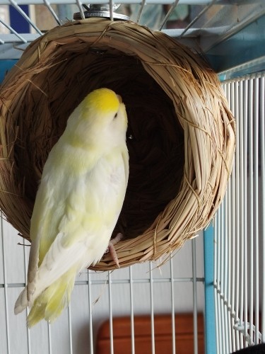 Nido pappagallo parrocchetto - nido,