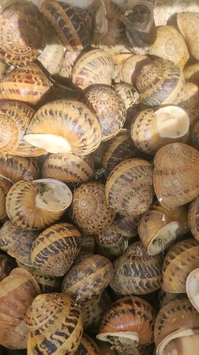 Lumache escargots gastronomia