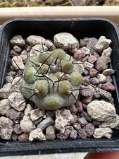 Copiapoa cinerea, Own Roots, 2.4 cm, 5 Cm Pot, Not Ariocarpus