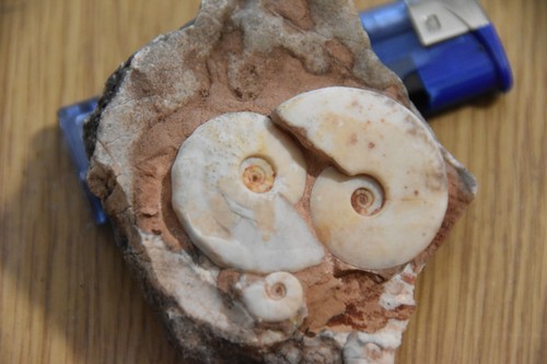 Ammonites truempyceras - ammonites,