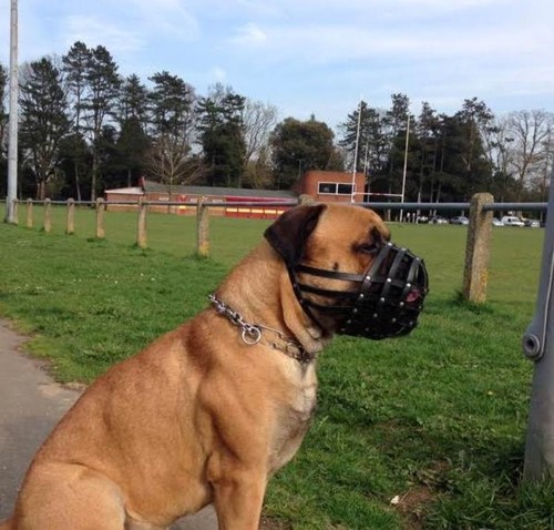 Museruola per cani pelle - museruola,