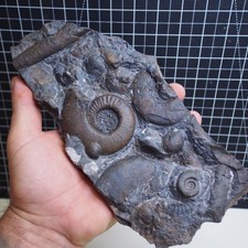 Piatto 1,15 kg Goniatite