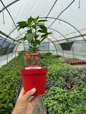 NON DISPONIBILE PIANTA