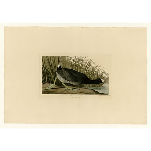 Audubon american coot - -,