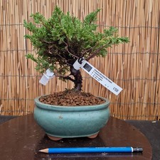 Bonsai di Ginepro Itoigawa h