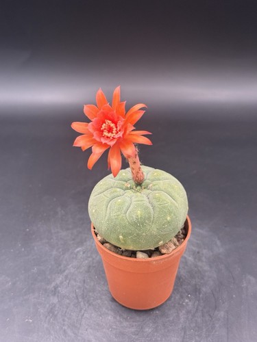 Matucana