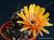 ECHINOPSIS PUGIONACANTHA @@