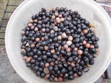 SEMI DI ALLORO DA PIANTA ALLORO NOBILIS IN NUMERO MINIMO DI 100