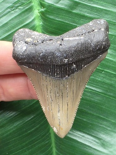 Dente grigio del megalodonte
