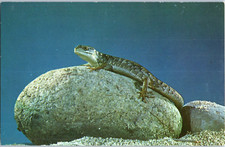 I Lucertole Sono I Più Vicini