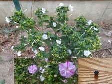 45 Semi-Seeds bella di notte