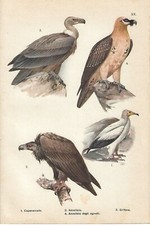 Stampa antica UCCELLI RAPACI