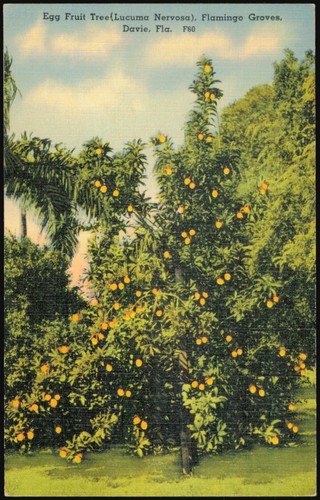 Alberi davie florida fl - florida,
