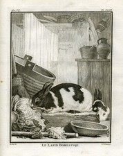 Antique Print-Le Lapin Domestique-A depiction of the Domestic Rabbit-Buffon-1765