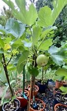 Fico del Salento " te