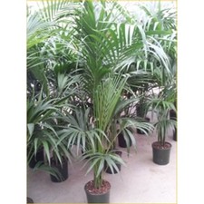 Pianta Kentia Doppia