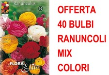OFFERTA 40 BULBI RANUNCULUS