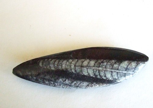 Fossili orthoceras - -,