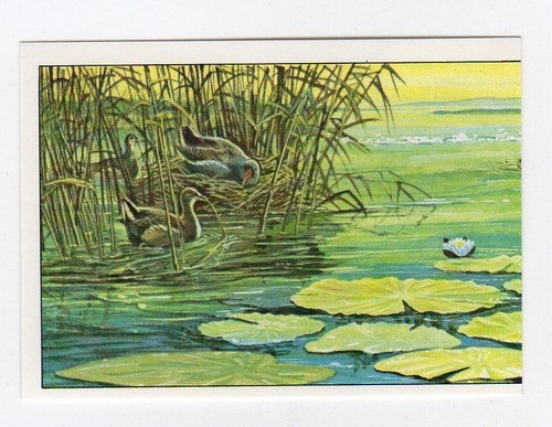 Figurina uccelli panini - figurina,