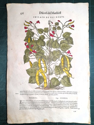 Mattioli matthioli erbario - mattioli, a