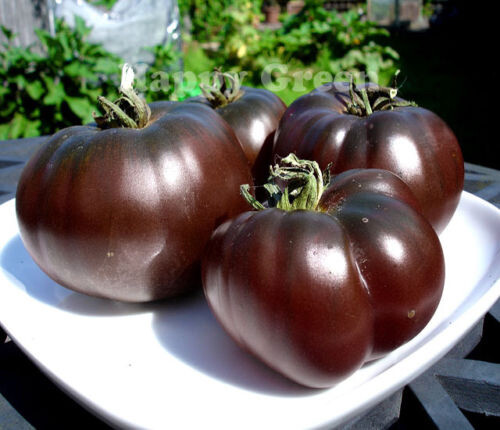 Pomodoro black prince - black, prince,