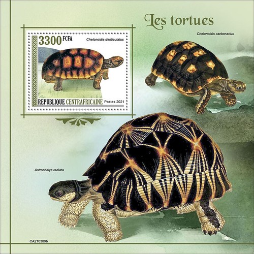Tartarughe