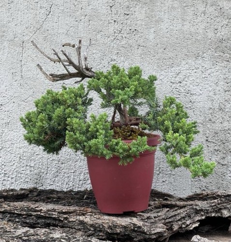 Bonsai ginepro - bonsai,