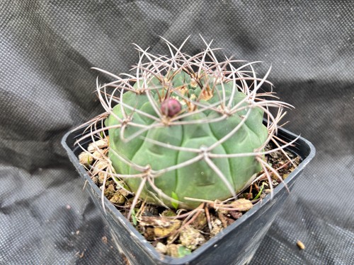 Gymnocalycium ambatoense - gymnocalycium,