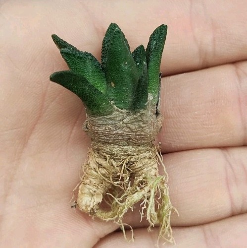 Ariocarpus hintonii pp - f.,