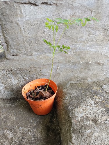 Pianta moringa oleifera - pianta,