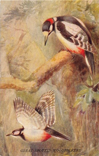 British uccelli volo - british, in