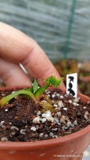 Dionaea Muscipula pom pom "GJ