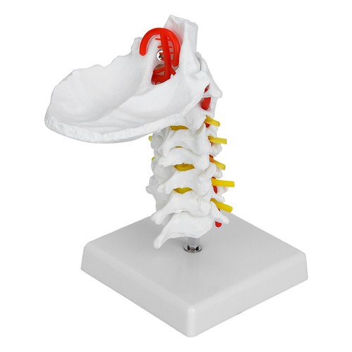 Modello anatomico spinale