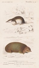 Maulwürfe Talpa Sorex araneus