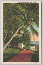 Bearing Coconut Tree Florida
