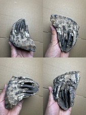 Collezione denti dell'era