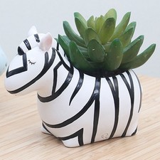  Vasetto Piante Grasse Vaso