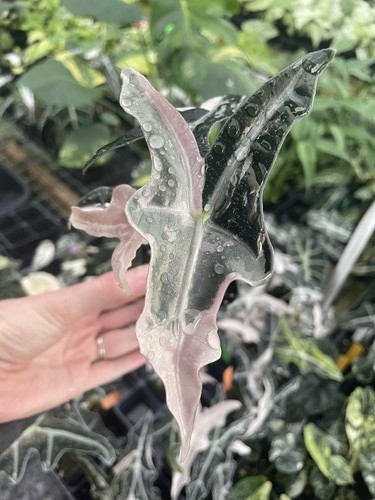 Alocasia nobilis pink - nobilis,