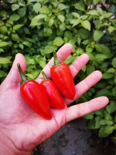 Semi jalapenos peperoncino - semi, jalapenos,